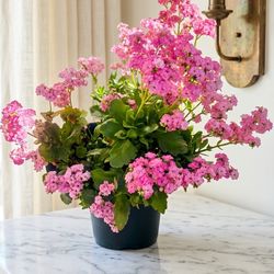 Beautiful pink flowering plant in a pot.