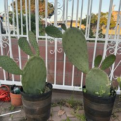 Cactus Over 2 Feet 25$ Each