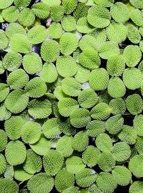 Salvinia Minima / Water Spangles