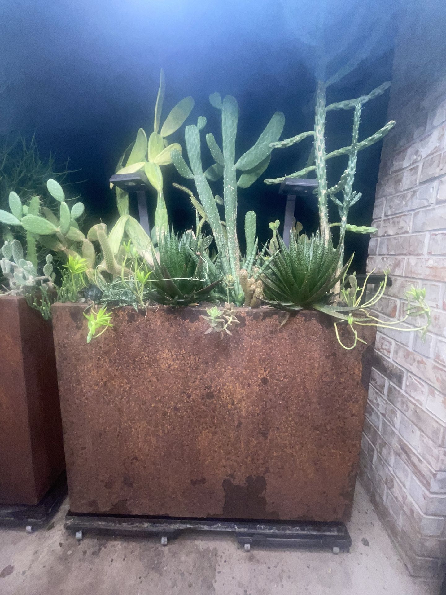 Corton Steel Tall Long Planter Box 3 Feet With Cactus Succulent Aloe Display Fire Glass On Top