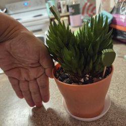 Succulent Plant $10 