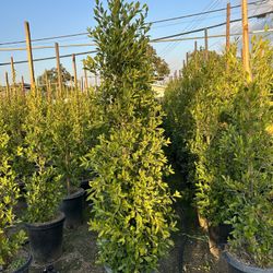 Ficus Nitida Indian Laurel Privacy Hedge