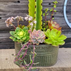 Euphorbia Ingens Cactus With Mixed Succulents 