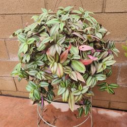 Traddescantia Zebrina Wandering Jew Hanging