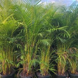 Beautiful Arecas Palms For Inmediate Privacy!!! 6 Feet Tall!!! Fertilized 
