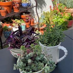 Succulents and plants assortment
