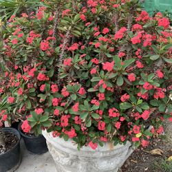 Beautiful Mature Crown Of Thorns 