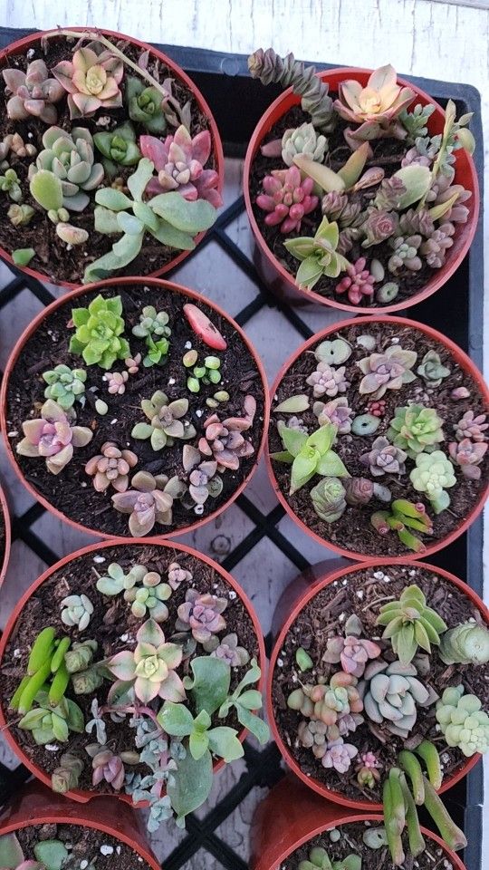 Small Succulent Pots