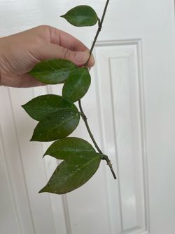 Hoya sunrise CUTTING