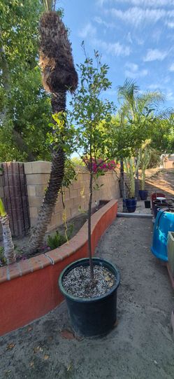 Young Potted ORIGINAL PHILIPPINE CALAMANSI  Fruit Tree in Large Container