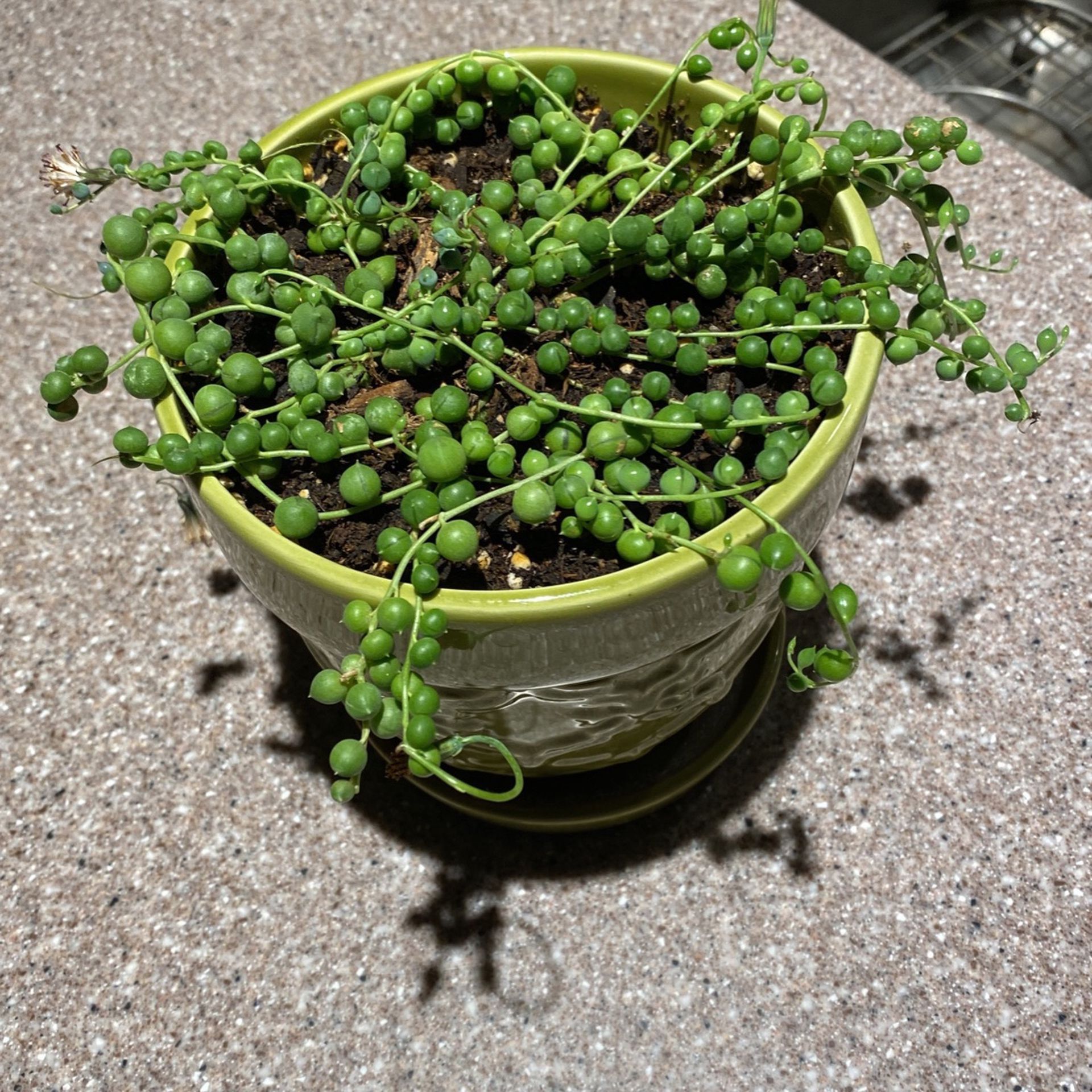 String Of Pearls With Pot