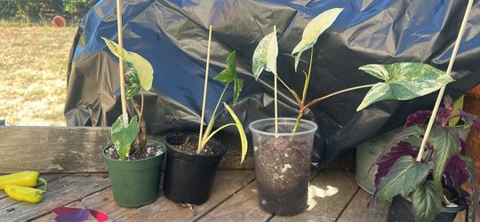 arrow-shaped syngonium albo leaves indoor plant