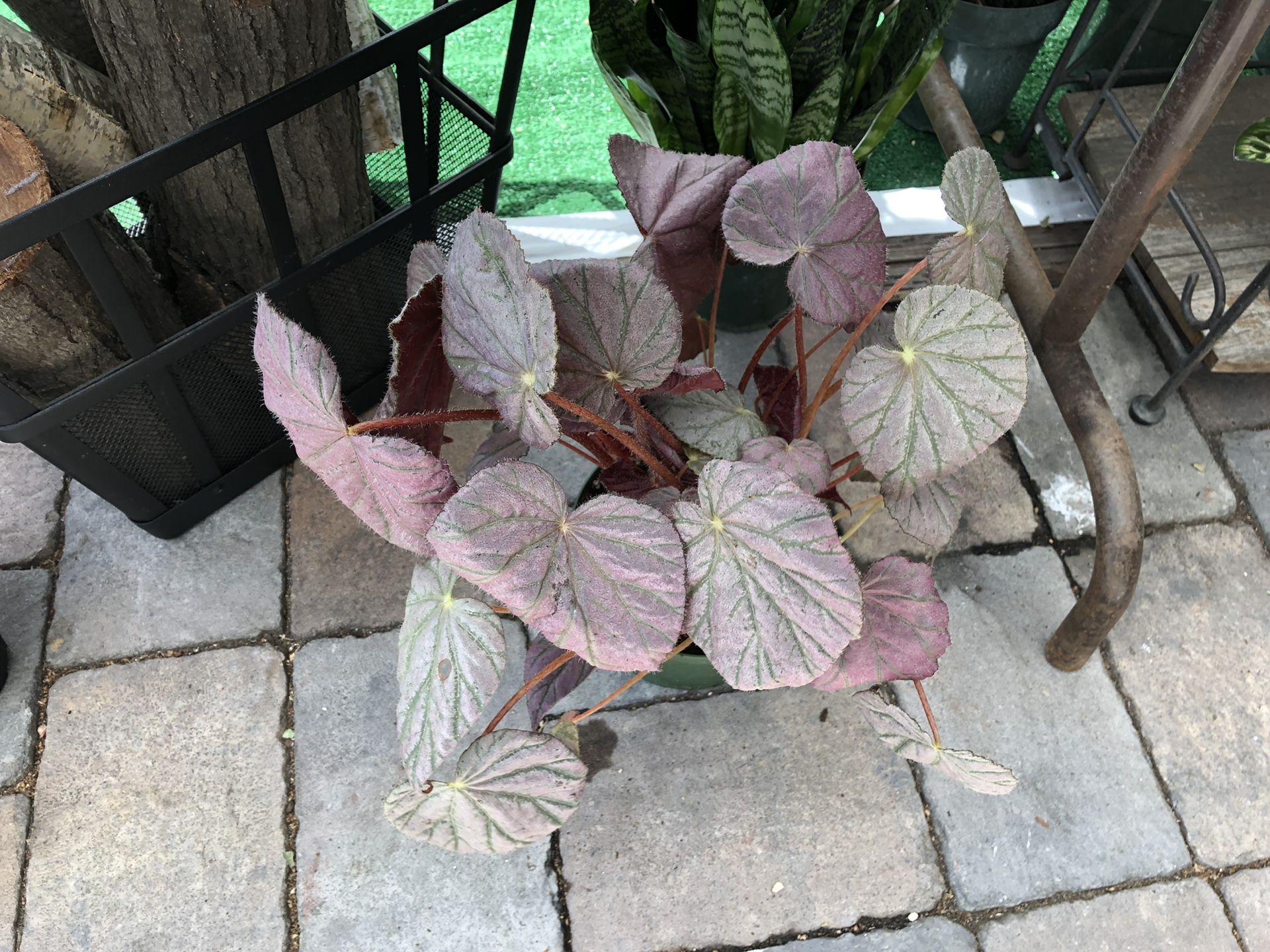 Rex Begonia Stormy Sunset ⛈ 🌞 6-inch Plant
