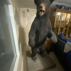 The mountain bear is in good condition, it measures 67 in length, I paid $3,500 for it, I am asking for $1,000 cash only.