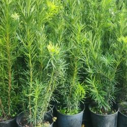 Beautiful Podocarpus Plants For Privacy!!! 3 Feet Tall!!! Fertilized 