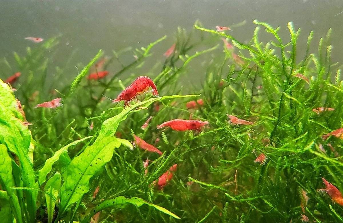 Red Cherry Shrimp (Fire Red) neocaridina