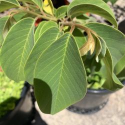 Graftet Cherimoya Tree 