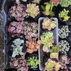 BUY 2 SUCCULENTS AND GET ONE FREE !! SALE ON SUNDAY IN SAN LORENZO