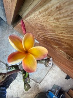 Cutting plumeria