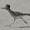 Roadrunner