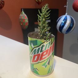 Mountain Dew Succulent 