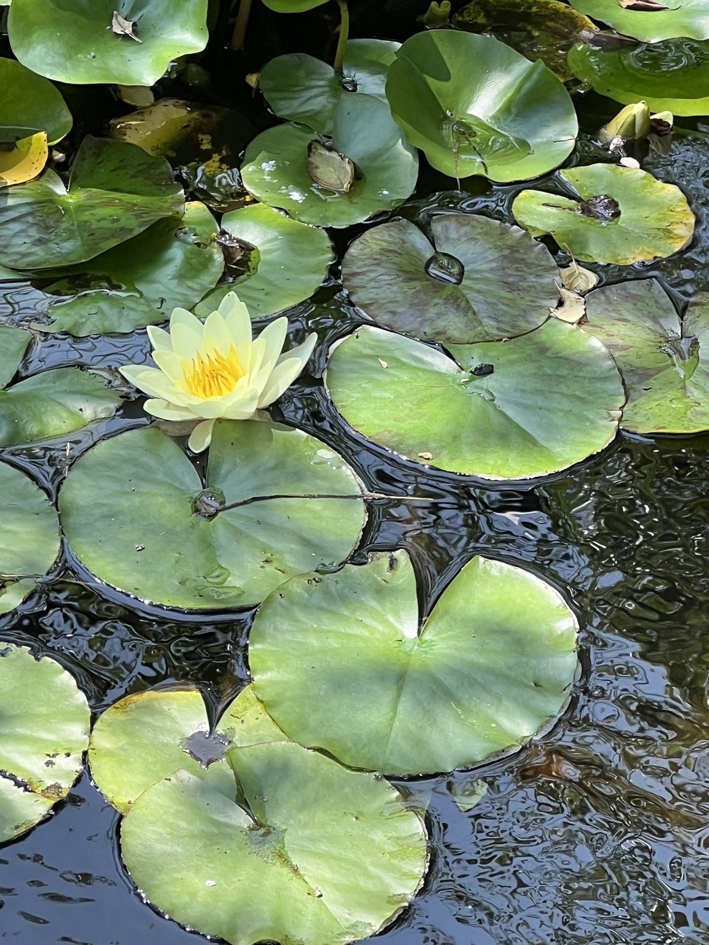Pond Lily, Water Lily, Bareroot in 6” Nursery Pot, Yellow Flowers , 4 Available