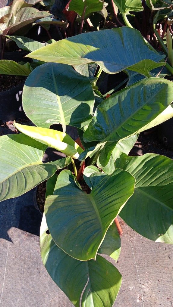 Green Congo Plants 7gl $25๐๐๐