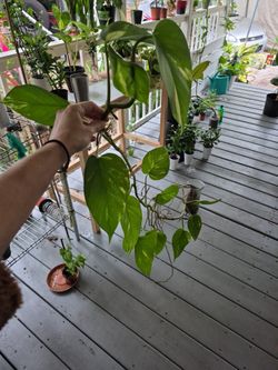 Free hawaiian golden Pothos Plants 