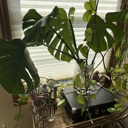 Healthy Large Monstera Plants