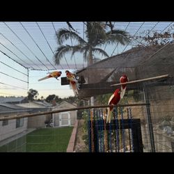 Bird Cage