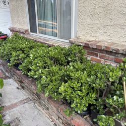 Jade Tree Succulents In 1-5 Gal Pots