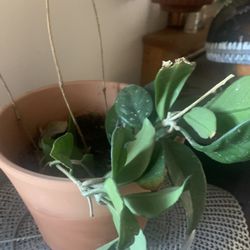 Planta