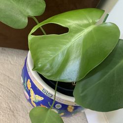 Monstera Plant