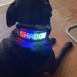 Customizable Bluetooth Dog Collar