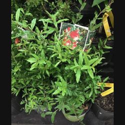 1 Gallon 2 Feet Pomegranate Fully Rooted Plant Punica Granatum