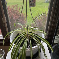 Spider Plants In Hanging Baskets 