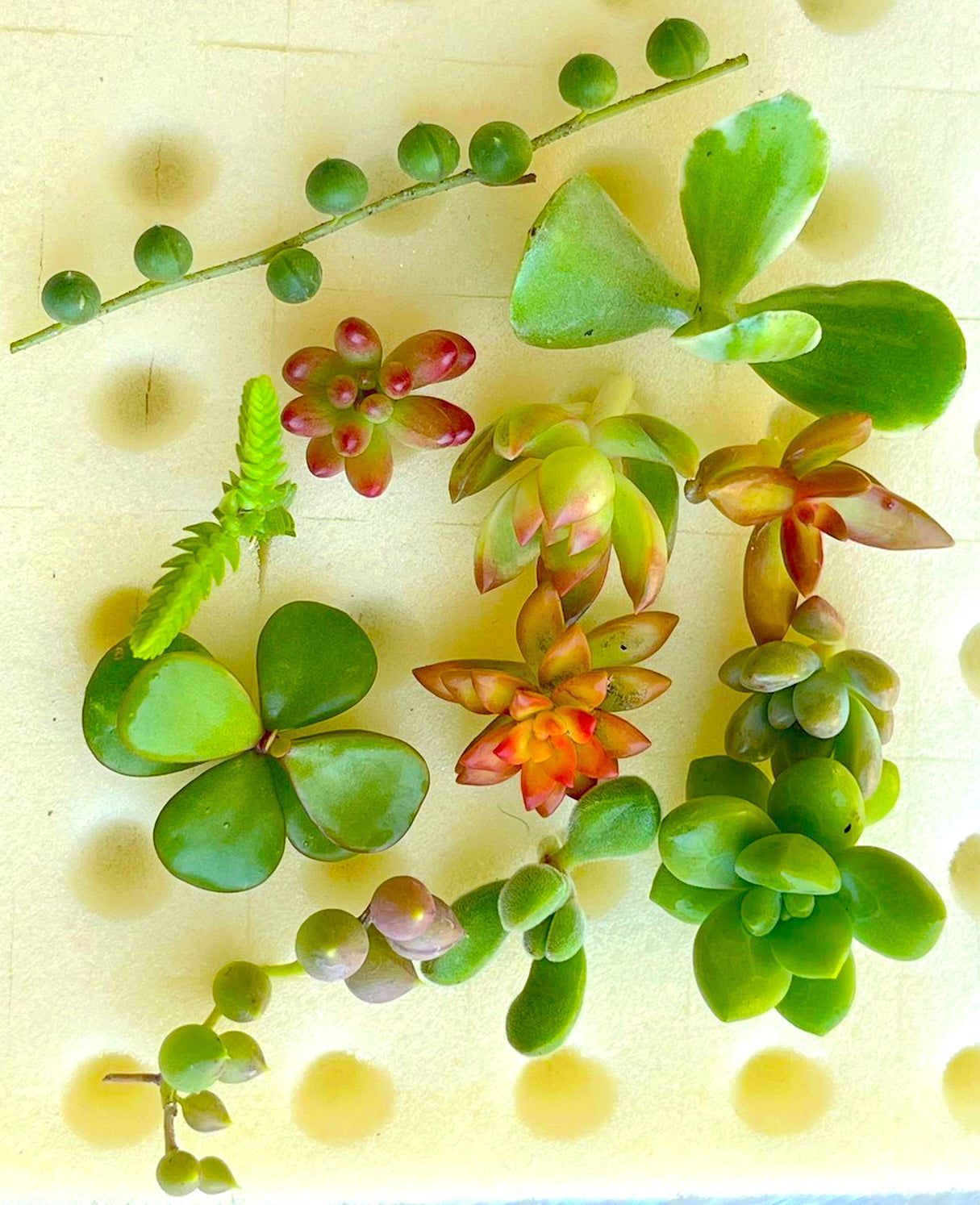 12-different-mini-succulent-cuttings