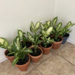Plants For Sale  20 Each 