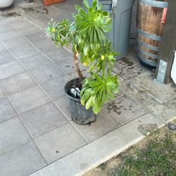 Planta 