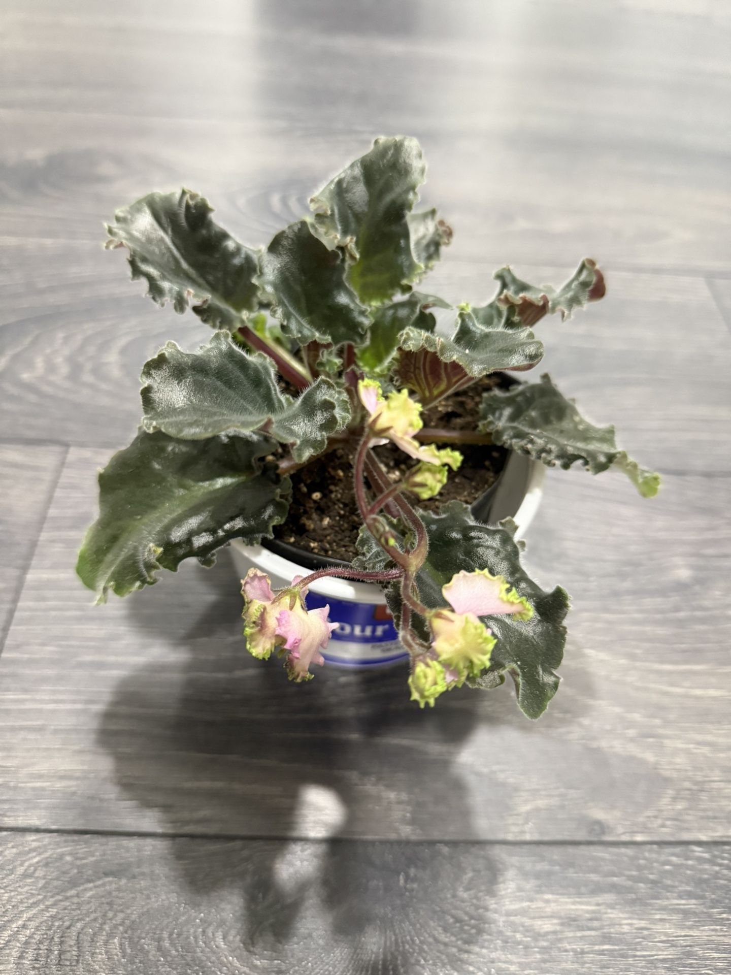 Dust Pink Curley Rare African Violet Blooming Indoor Plant 