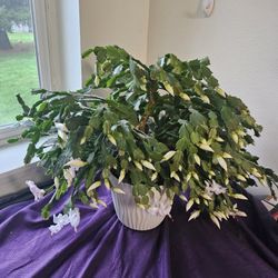 Christmas Cactus 