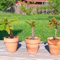 SET de 3 - Corona de Cristo Planta  | Crown of Thorns Plant Rooted | Small Flower / Terracotta Pots 