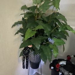 Artificial Plant, Vase, And Scan