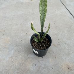 Snake Plant 