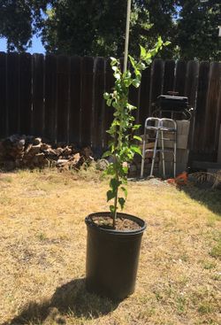 Chabacano en bote de 5 galones