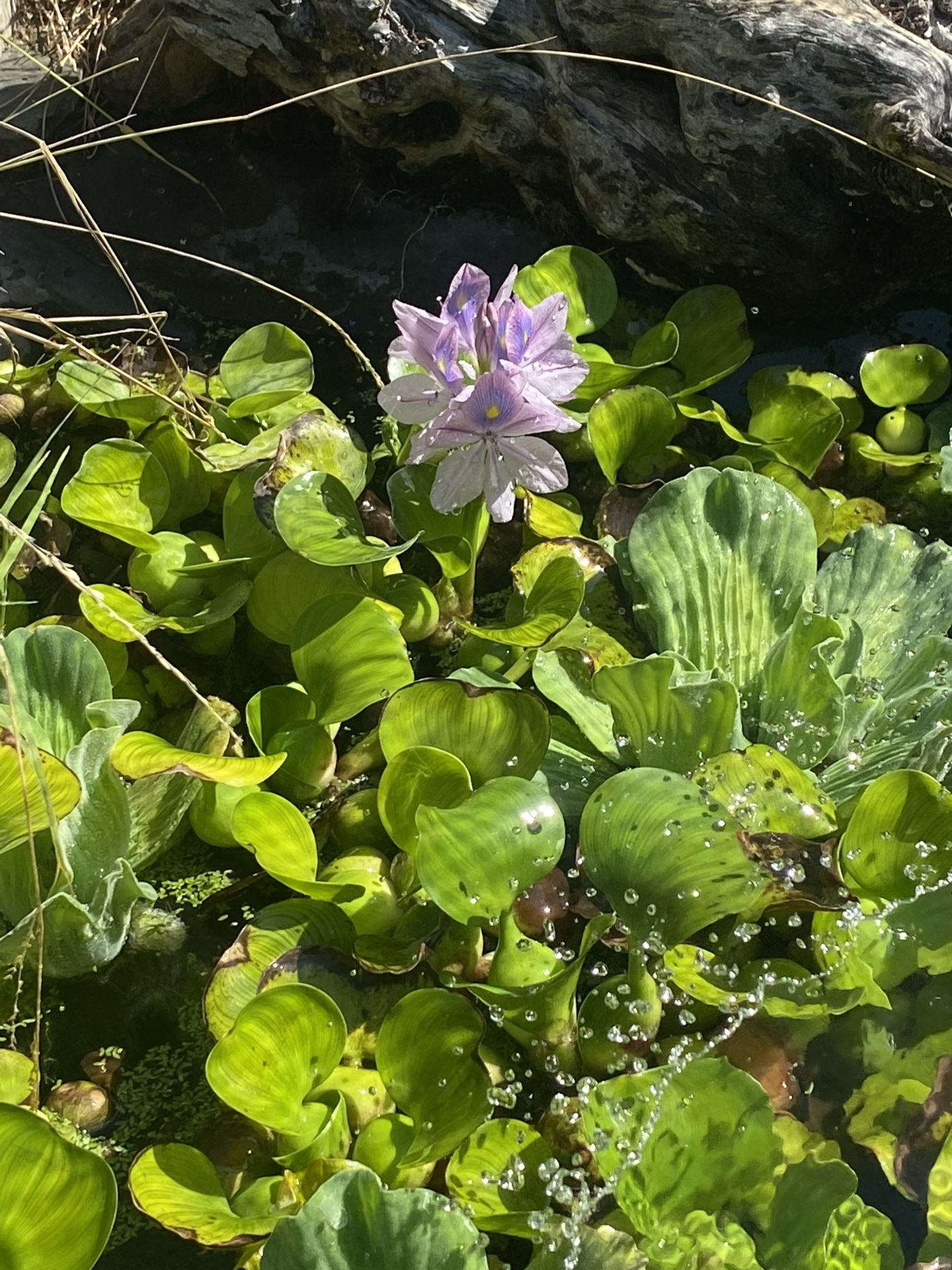Water Lettuce Water Hyacinth Plants
