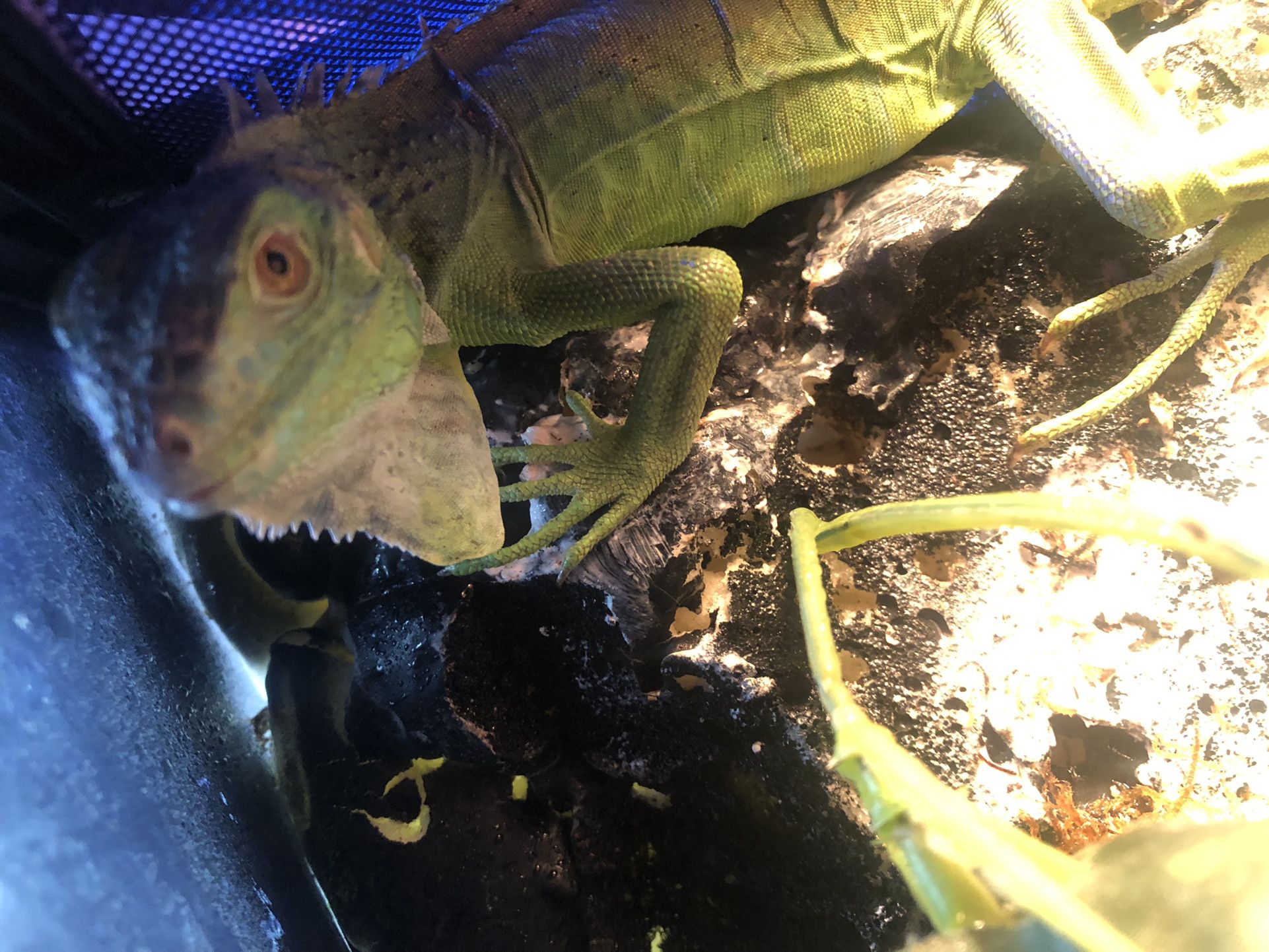Iguana Reptile Enclosure