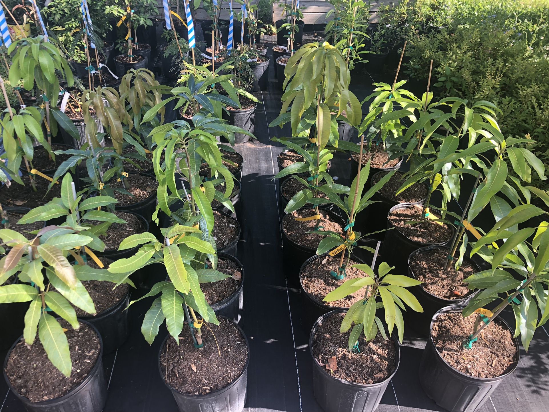 3g Grafted Mango Trees for Sale in Kissimmee, FL OfferUp
