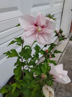 Pink 🩷 Rose Sharon plant