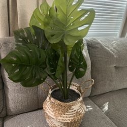 Decor plant 